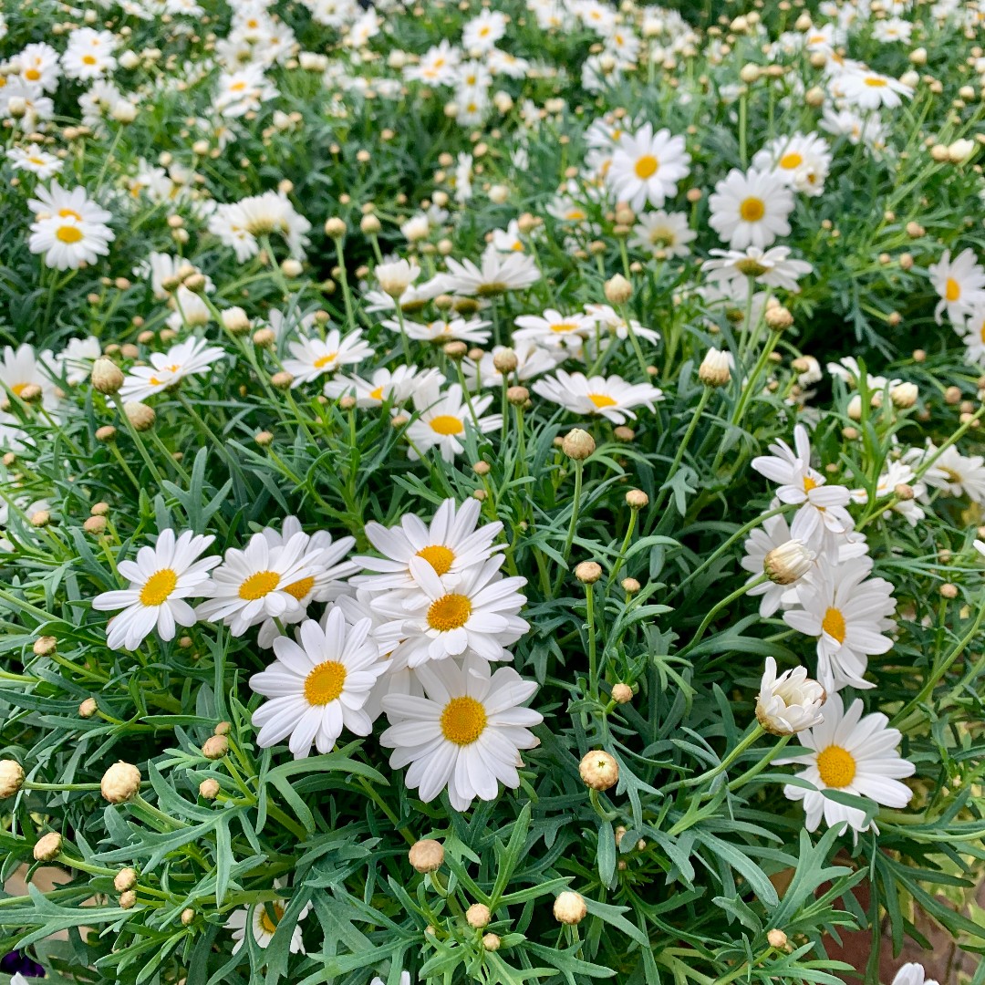 Who else loves the daisy flowers of Marguerites?

#Haskins #SummerDaisies