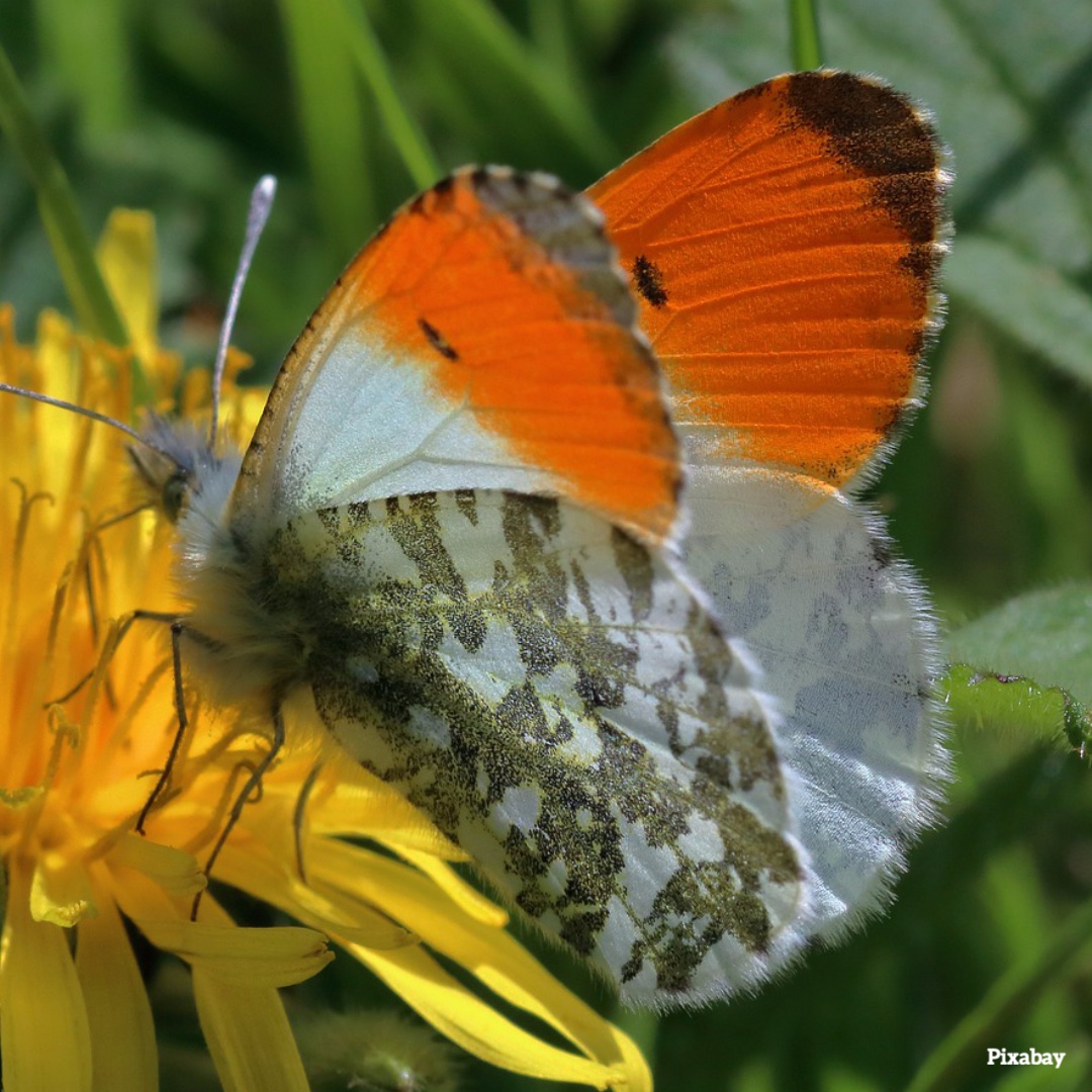 Seedball Wildflowers for Wildlife The Orange Tip (Anthocharis cardamines) lay her eggs on Lady's Smock (Cardamine pratensis). seedball.co.uk/product/forage… #wildflowers