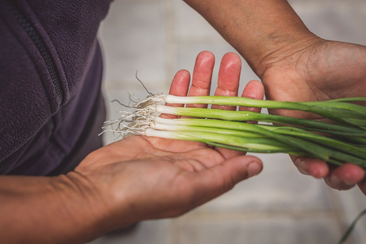 We are immensely passionate about excellent, fresh, well-sourced produce, and as a result as many ingredients as possible are grown within Moor Hall’s five-acre landscape, harvested daily for use in the kitchens of our restaurants. Sustainability underpins all that we do🌱🌿🌳