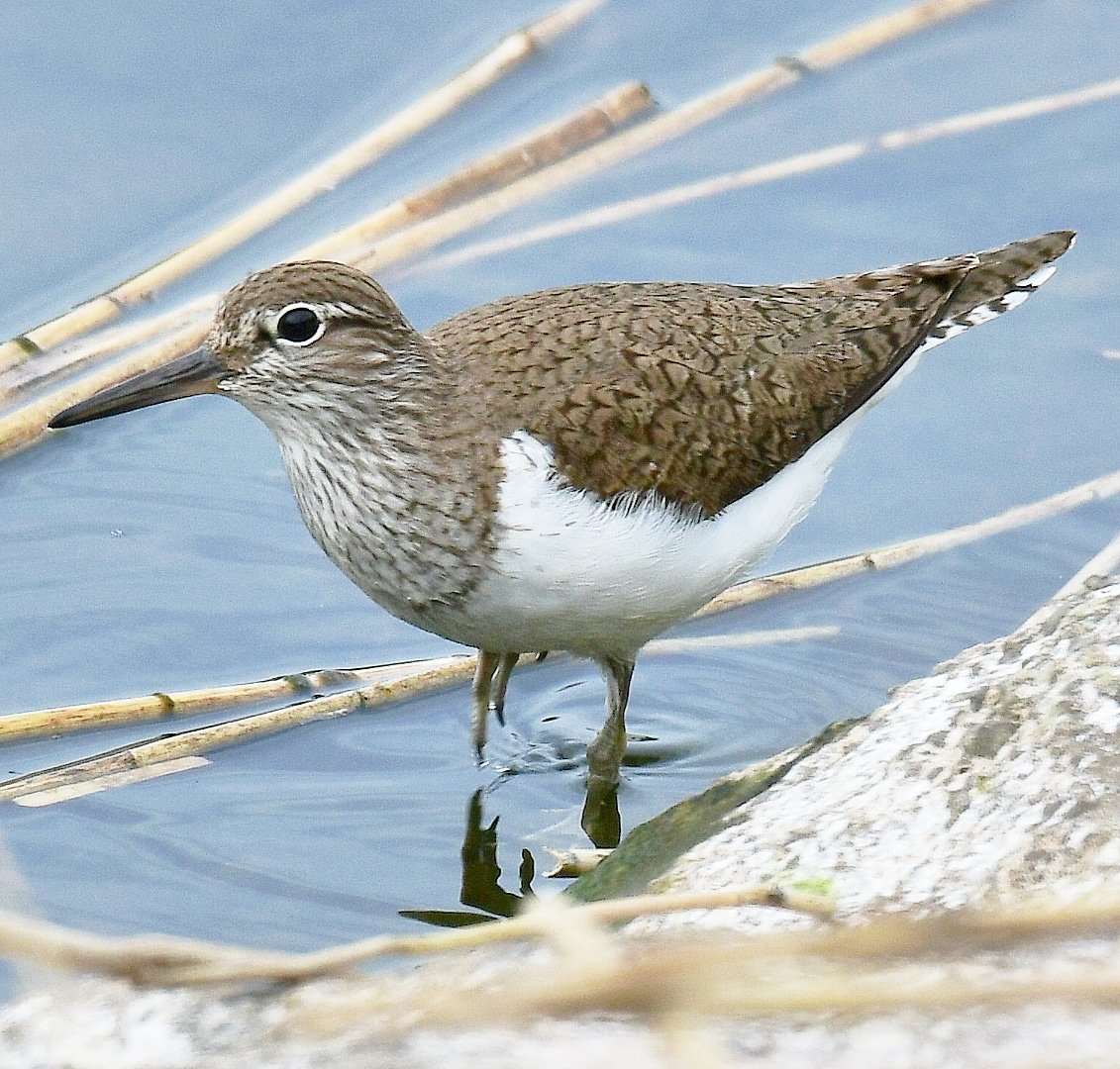 A Common Sandpiper, this morning at Chew Valley Lake