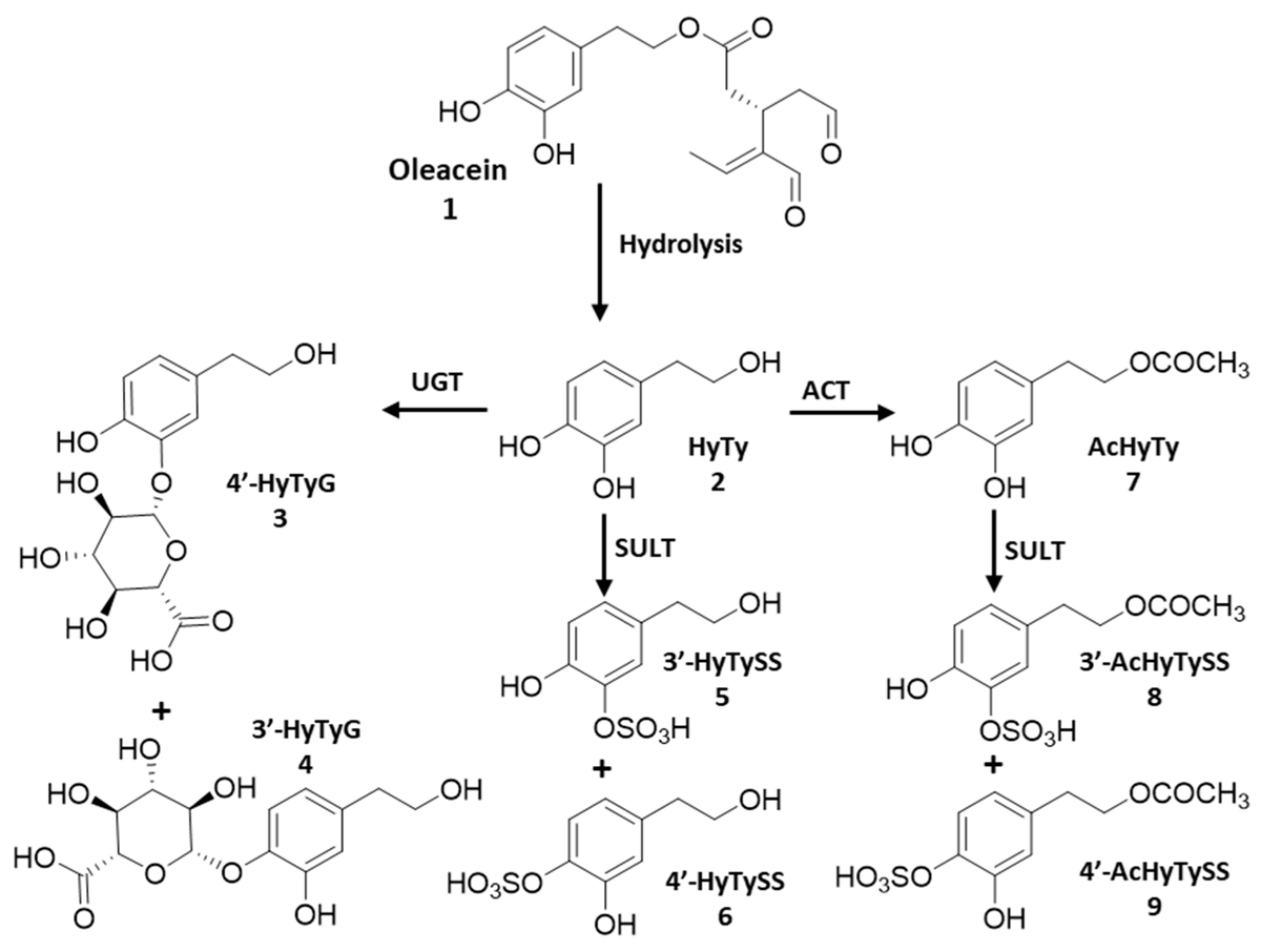 Anti-Inflammatory Activity of Olive Oil Polyphenols—The Role of Oleacein and Its Metabolites
mdpi.com/2227-9059/10/1…
Olive oil polyphenol metabolites identified in bioavailability studies after oleacein consumption. Arrows may represent a direct or an indirect metabolic pathway👇