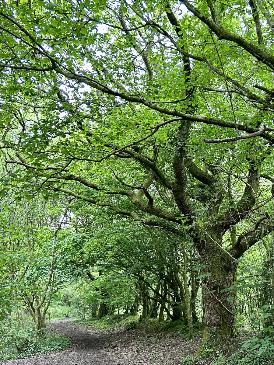 Sunday stroll #forest