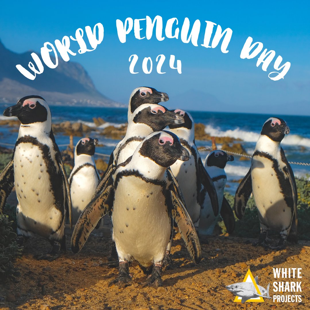 #Didyouknow there are African Penguins? These #endangered creatures face threats like #overfishing, depleting their food sources. Help by making #sustainable #seafood choices or reducing seafood consumption. 🐧💙 #africanpenguin #worldpenguinday #conservation #whitesharkprojects