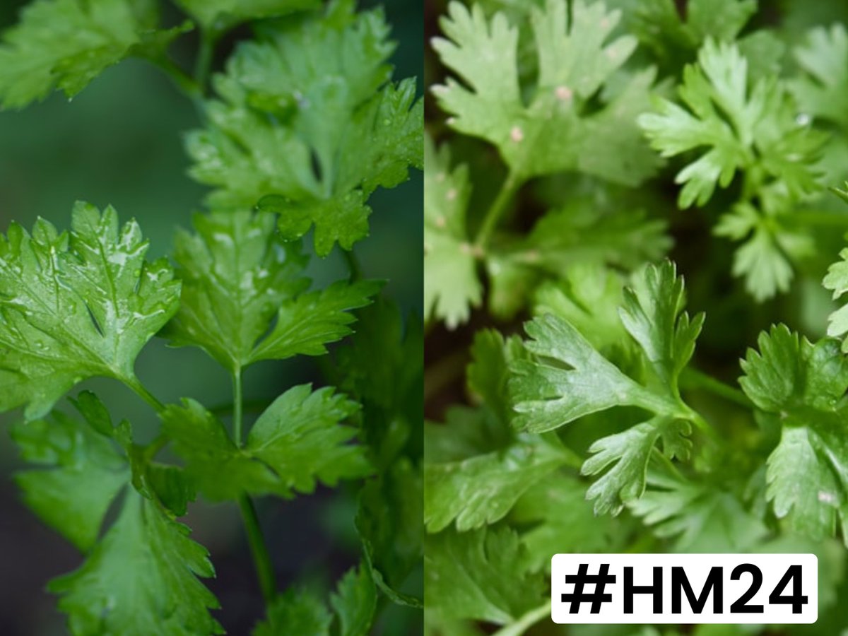 Do you know the difference between coriander & parsley? How about the difference between the #Metaverse & the #IndustrialMetaverse? I'm still trying to figure out the herbs, but for the industrial metaverse, just check @siemensindustry at #HM24 for all the insights! #SIEx #WCID