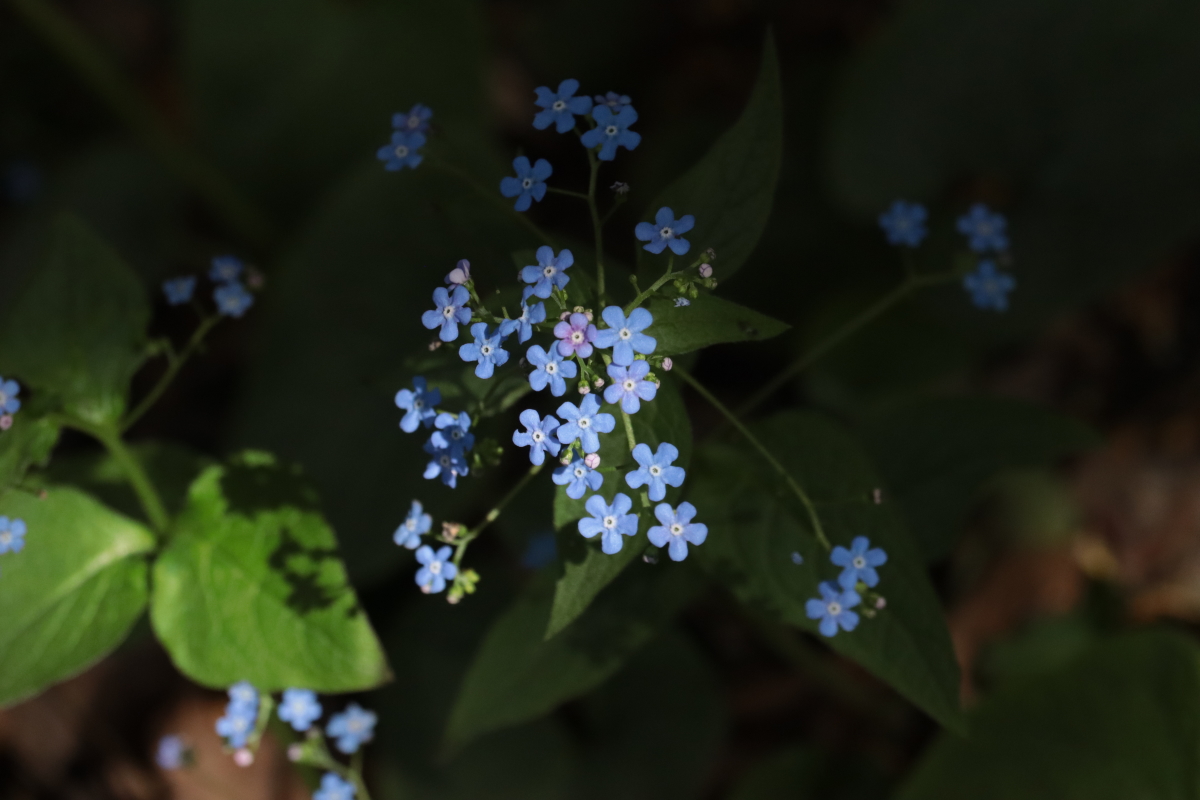 #flowerpower #flowers #photos #photography #fotos #fotografie #beauty #blossoms #macro