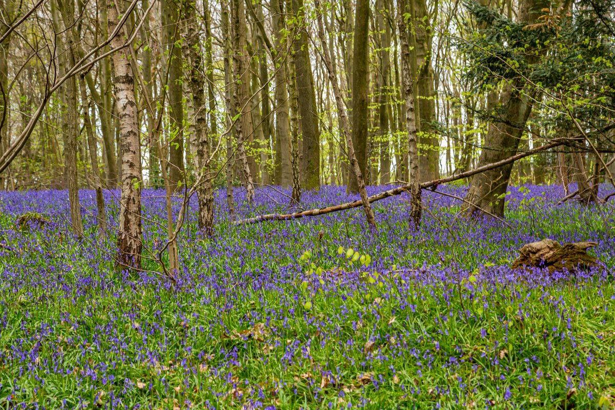 Woodland bluebells near Shoreham, Kent.

#Kent #England #NationalTrust #landscape #landscapephotography #travel #travelphotography #photo #photography #photooftheday #woodland #woodlandwalk