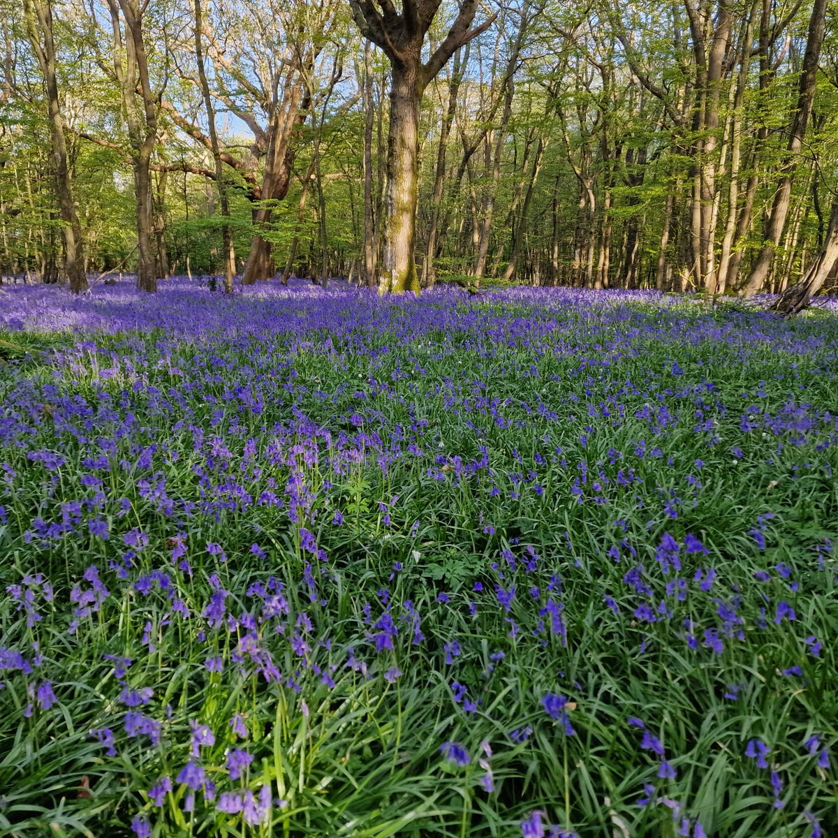 bluebellwalk's tweet photo. The bluebells are a lovely deep blue this morning. This is a view from Beatons Wood. We have other walks well worth seeing, including the wild garlic walk north of the wood over the Cuckmere River. Please do share your photos (and don't forget the photographic competition 🙂) https://t.co/OJhkKIQ2FB
