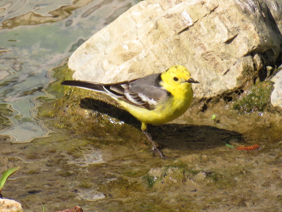 Sarıbaşlı kuyruksallayan (Motacilla citreola) 21.04.2024 #hangitür #kertik