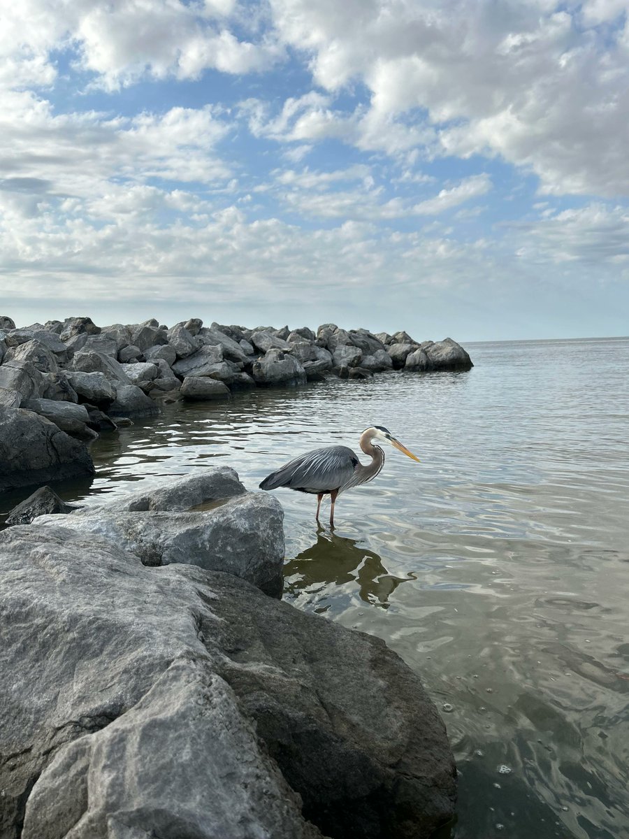 #PicAilleurs 
Blue Heron. Fairhope,AL 
reddit.com/r/photo/commen… 
@NeoResistant @sescribanoozil @SandZaraA @DumenicaMaria @PIPIENPierre