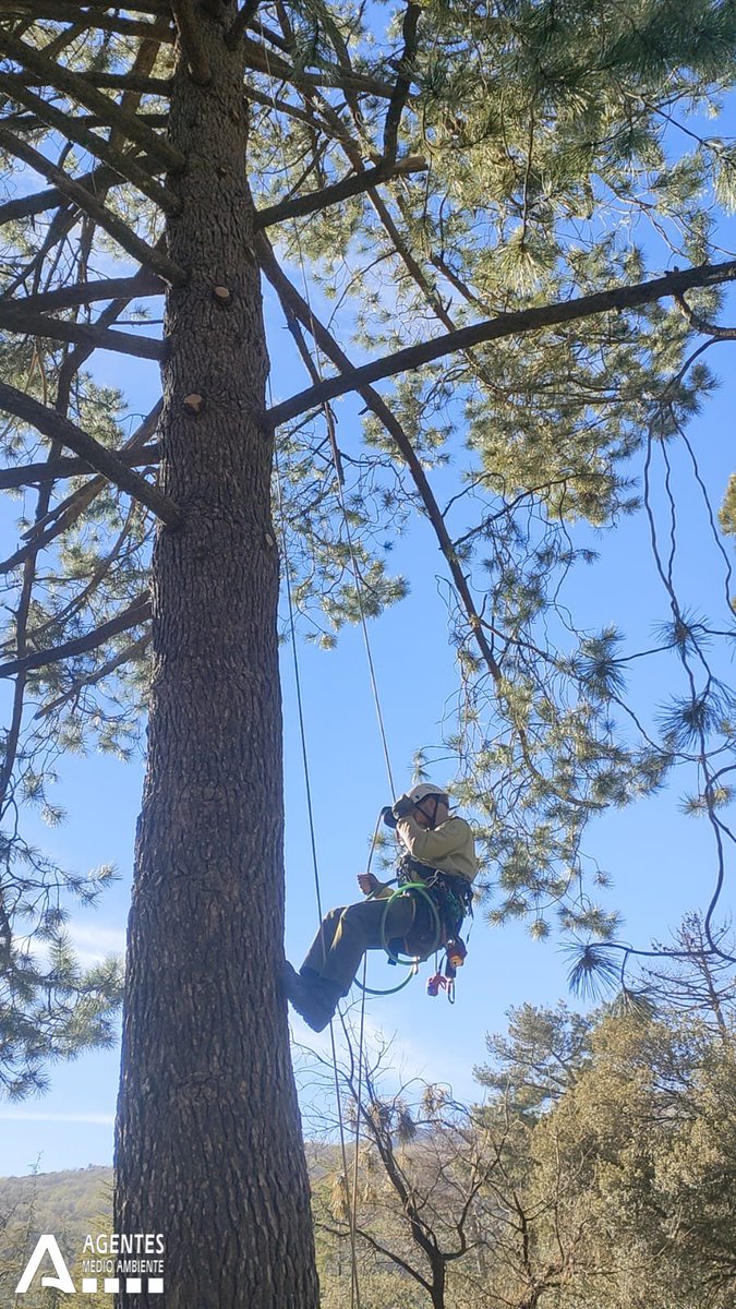 AAMM_And's tweet photo. En ocasiones nuestra unidad especializada #UVCA ha de trabajar en árboles de gran altura, para atender un nido o incluso para conservar el propio árbol. Ello exige técnicas diferentes al trabajo en pared que se abordan en este Curso de formación de trabajos verticales en árboles. https://t.co/VYuwpiFiJa