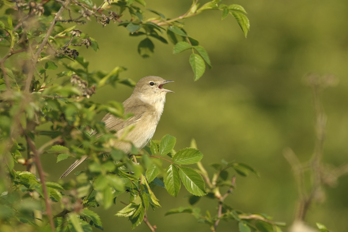 Spring is a time of warblers on the @AvalonMarshes! 🎶 Listen out for reed warblers, sedge warblers, blackcaps, and garden warblers as the weather gets warmer! Their songs can be quite similar, so you might need to get a good look to tell them apart! #Birds #Somerset #Spring