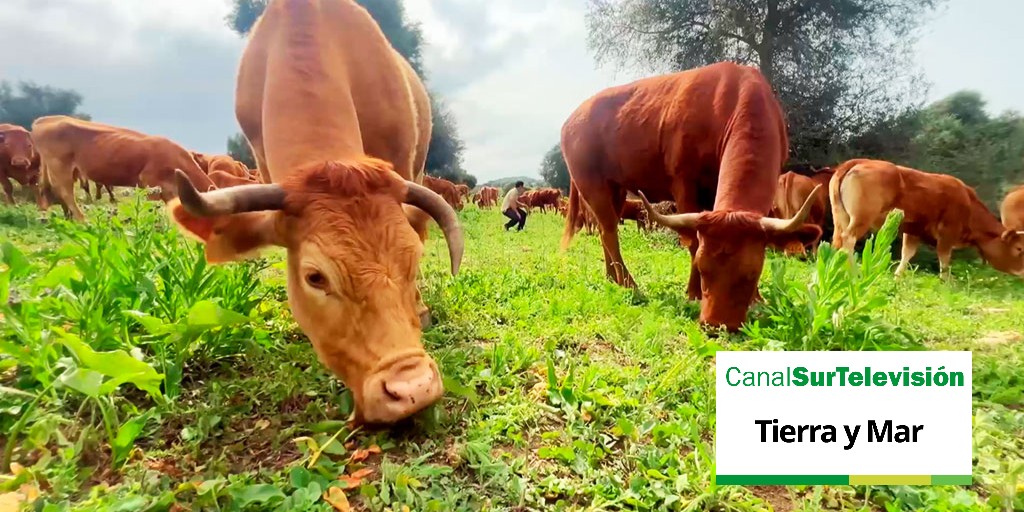 🌾 Nueva entrega de @TierrayMarRTVA ✅ El manejo holístico del ganado para reducir costes ✅ Impacto del recorte de jornales en la cosecha de la aceituna ✅ Quesería artesanal (📍 Parque Natural de la Sierra Norte de Sevilla) 📅 Domingo | 14:00 🌐 csur.red/MWI350RkrnY