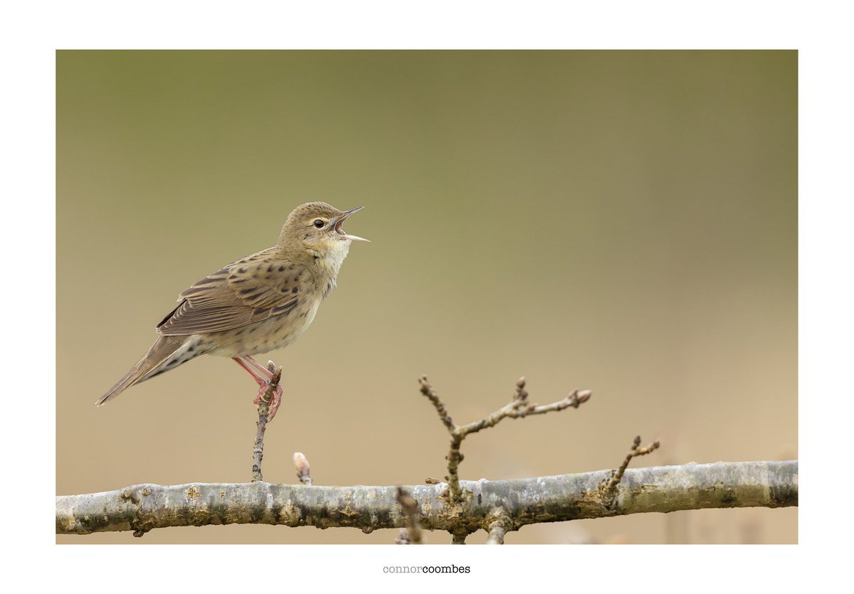 After spending quite sometime with this Grasshopper warbler, this morning I finally got an image out in the open !! I’ve also met some lovely people whilst out on the reserve. @glynsellors @DaveHobbyHutton @Moocher2 the @RSPBMiddleton gropper is something to see ! Also LSW too!