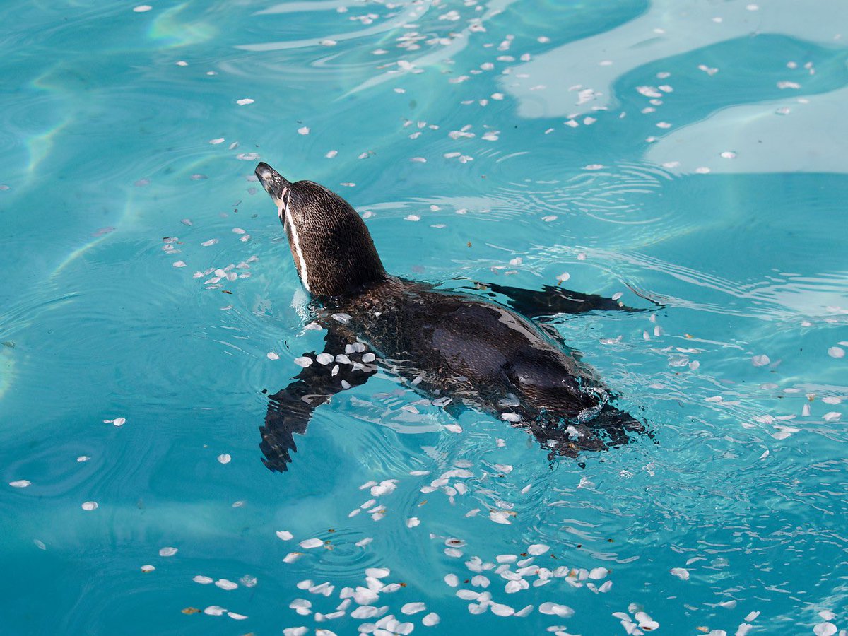 すいすい桜フンボ。

2024.4

#フンボルトペンギン
#桜フンボ
#ペンギン #penguin
#羽村市動物公園
#ヒノトントンzoo