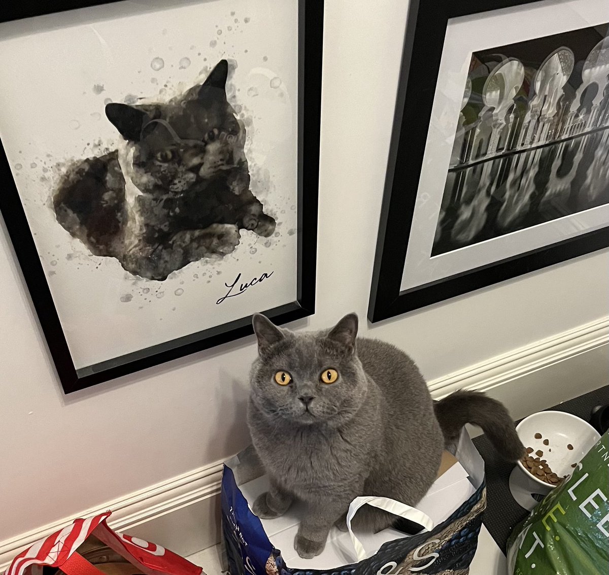 Well who is this distinguished gentleman on the wall? Oh it’s me! 

#Xcats #CatsOnX #CatsofTwitter #CatsOnTwitter