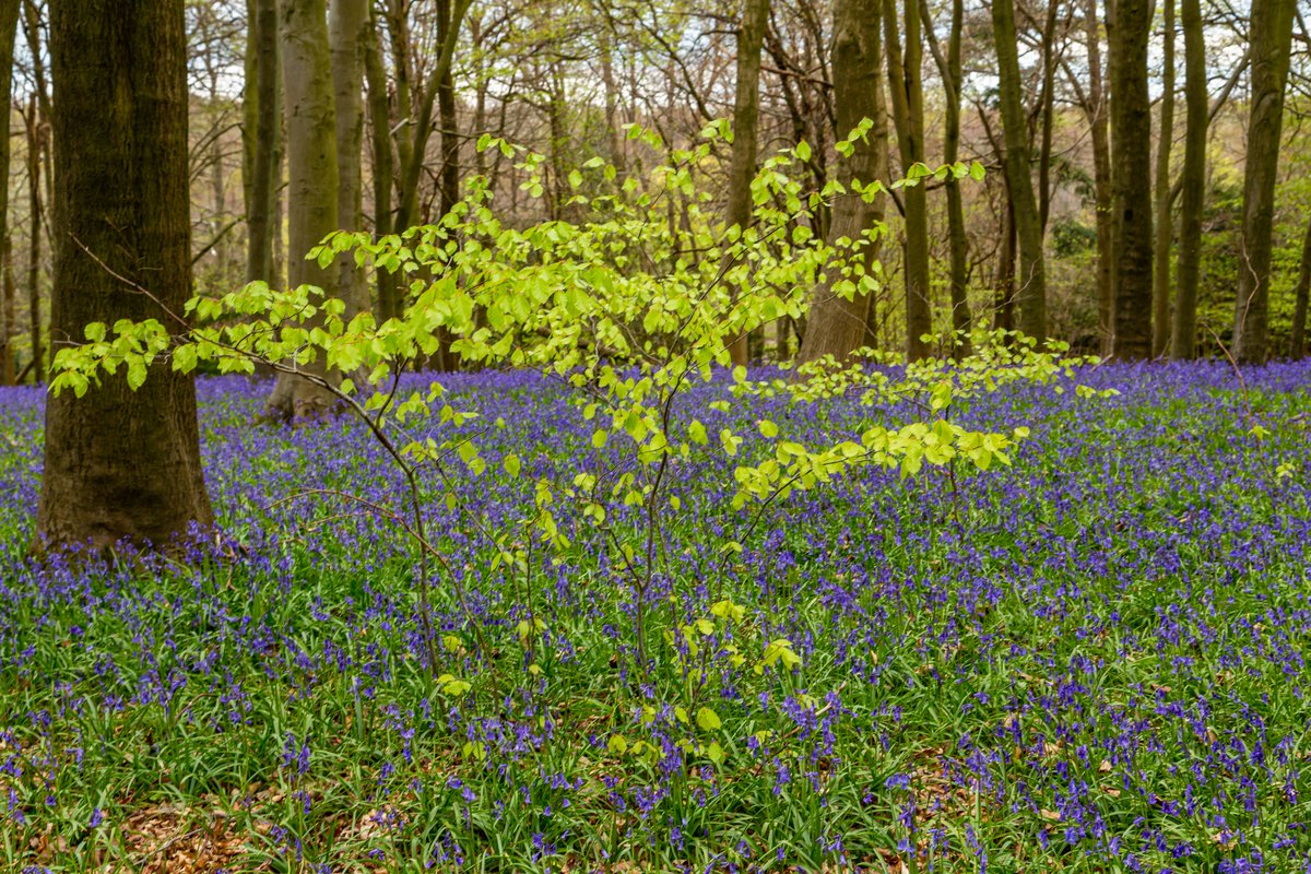 Springtime in the woods above Shoreham, Kent.

#Kent #England #NationalTrust #landscape #landscapephotography #travel #travelphotography #photo #photography #photooftheday #woodland #woodlandwalk