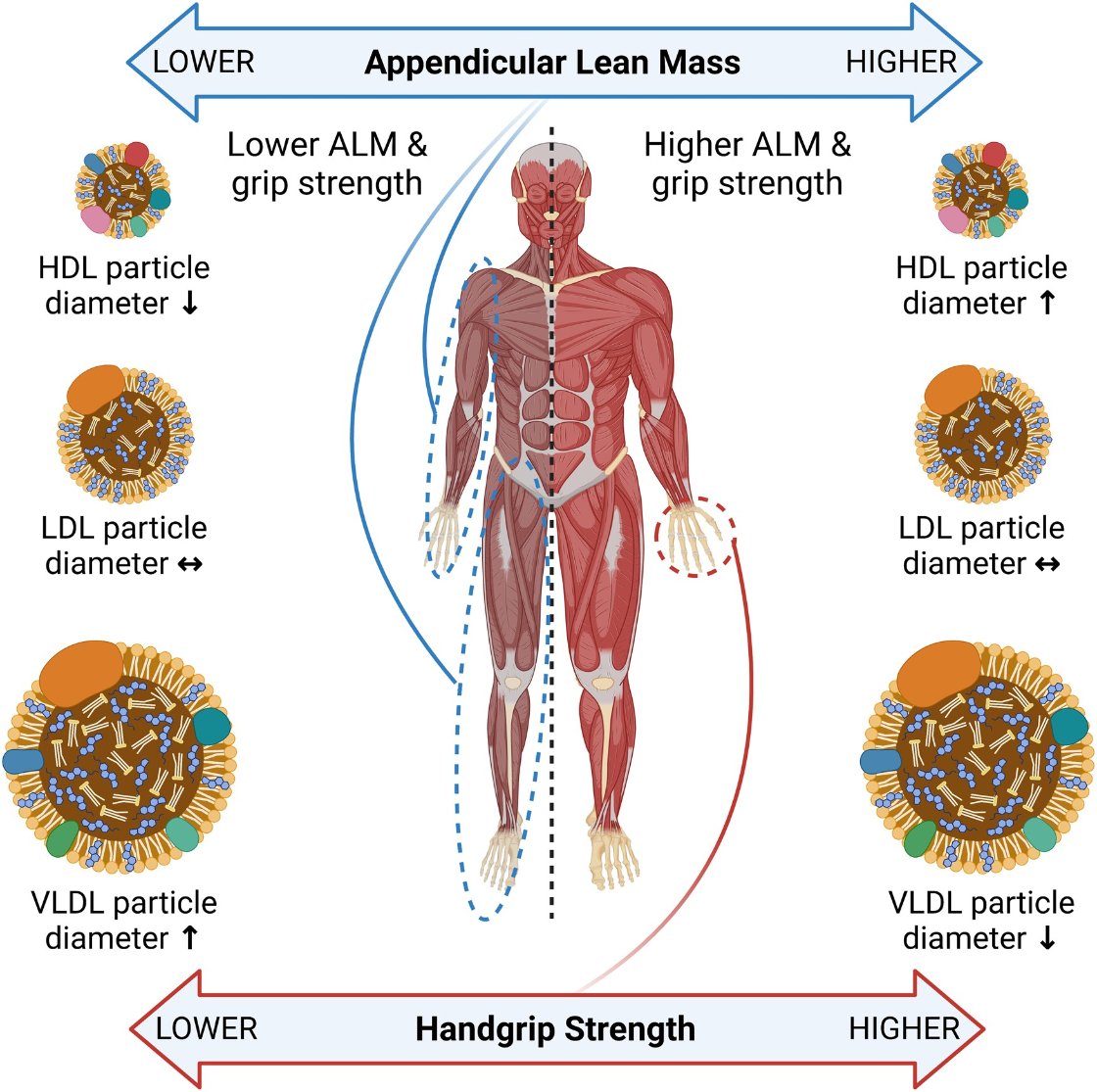 The association of appendicular lean mass and grip strength with low-density lipoprotein, very low-density lipoprotein, and high-density lipoprotein particle diameter: a Mendelian randomization study of the UK Biobank cohort

academic.oup.com/ehjopen/articl…