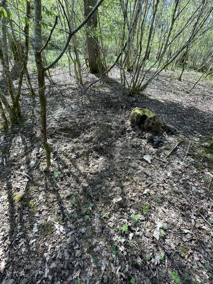 I’ve seen a fair few Beaver dams, but this complex was up there with the more extraordinary ones. Goshawks were calling and month-old roofing signs of Wild Boar were apparent, but it wasn’t in Germany or Poland but Wiltshire. A sign of what’s to come?