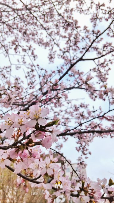 「ぼかし 桜」のTwitter画像/イラスト(新着)｜2ページ目
