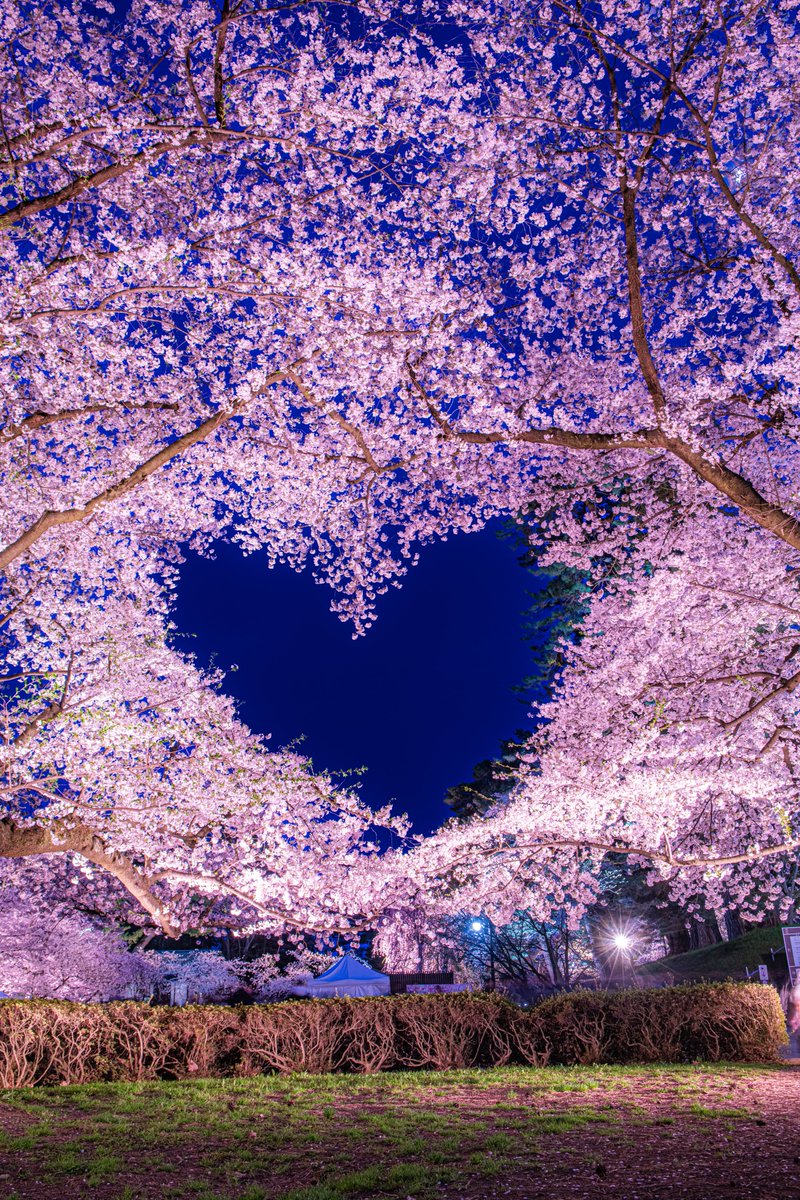 今年も弘前公園の桜ハートが完成しました