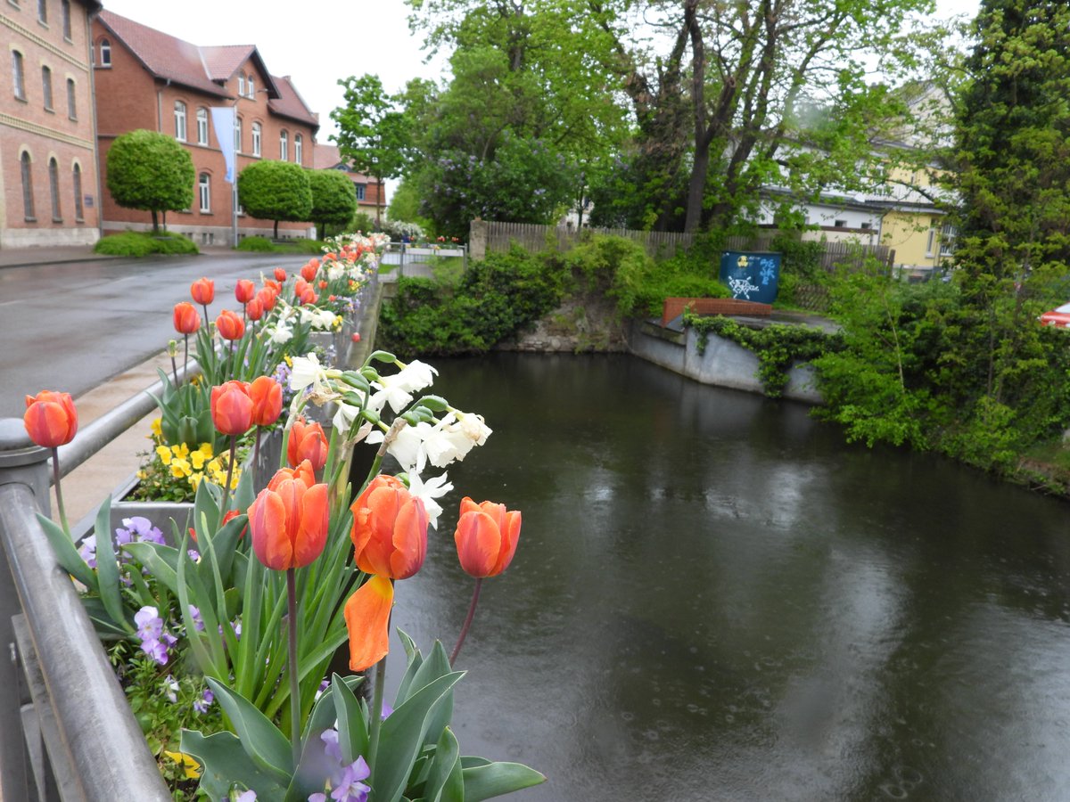 #Tulpen in #Wolfenbüttel 🥰🥰🥰