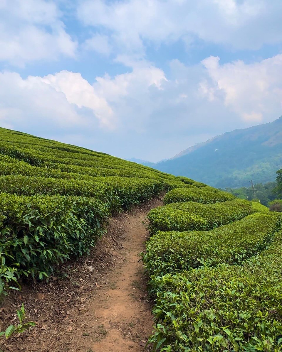 noreenkrana's tweet image. Munnar, you are brew-tea-ful 🍃✨🌹
.
.
#munnar #munnardiaries #munnarteaplantation #munnartrip #munnarhills #munnarresorts