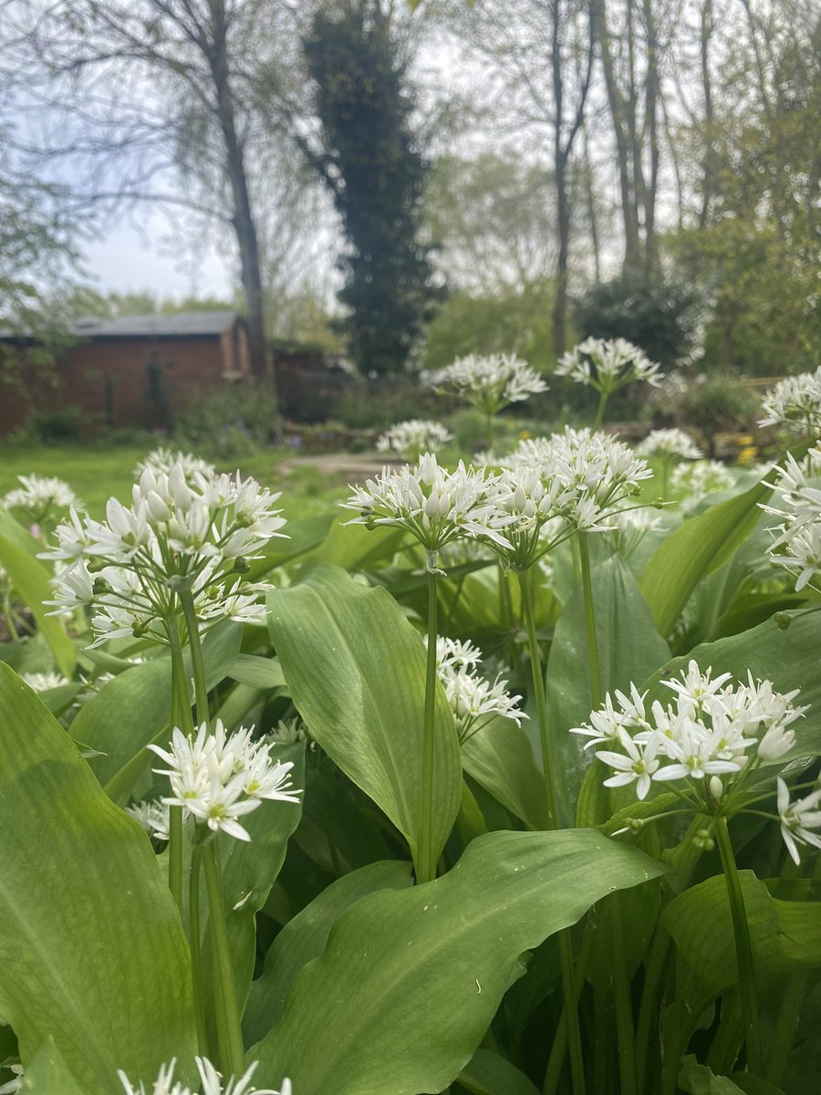 @TobyBuckland @BBCSounds @BBCDevon Wow Toby! ☀️Our #humblebraggage today must be our under-hedge planting of wild garlic. About 5m long is taken 9 years to mature, not bad for a school garden. Its gentle aromas are caught on the breeze and can be smelt in the 2 classrooms opposite! @RHSSchools #GardeningTwitter