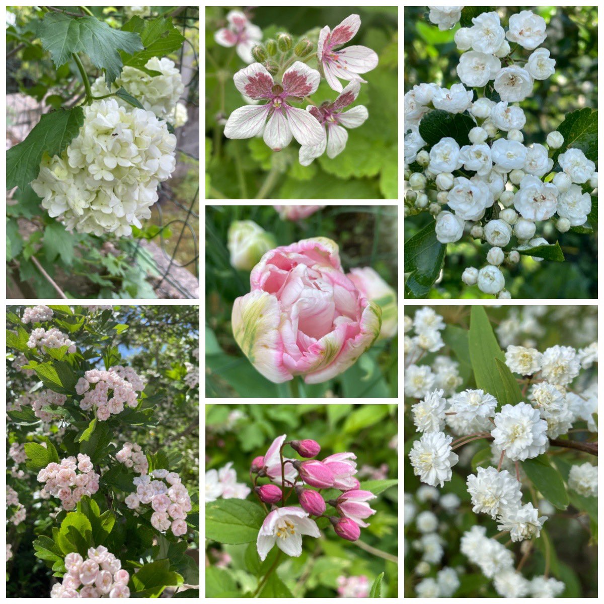 Lots of white flowers with a touch of pink in the garden for this #SevenOnSunday .
Left to right:
Viburnum opulus Roseum, Erodium perlagoniflorum, Crataegus laevigata Plena, Crataegus Toba, Deutzia Tourbillon Rouge, Spiraea cantoniensis Flore Pleno, Tulip Angélique.
#flowers