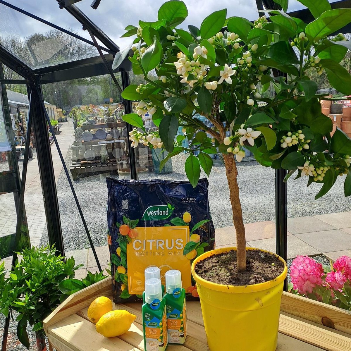 CallumWatson__'s tweet image. 🍋 Zest's away 🍋

Nothing beats the sharpness of freshly juiced lemons or addling a slice of Lime to your cheeky G&amp;amp;T, we have our wide selection of Citrus plants avaliable including potting mixes and feed to make them thrive! 

#citrusplants #lemons #limes #kumquat #grapefruit