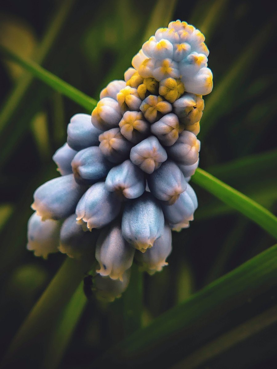 Last few hours in York before we head back to Cheshire 💙🩵💙🩵 #macro #flower #photography