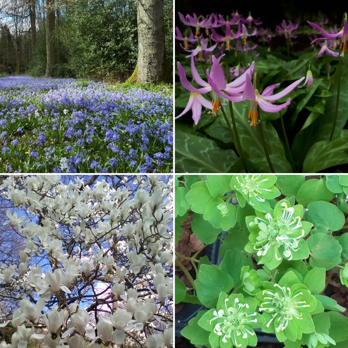 Rare Plant Fair (@rareplantfair) on Twitter photo Don't forget, our Fair at <a href="/EvenleyWoodGard/">Evenley Wood Garden</a> is TODAY, with gates open at 10am. There are 16 superb exhibitors attending, together with 60 acres of unique woodland gardens to explore. The café will be open throughout the day! See you there!
Full details at rareplantfair.co.uk/our-fairs/2024… Don't forget, our Fair at <a href="/EvenleyWoodGard/">Evenley Wood Garden</a> is TODAY, with gates open at 10am. There are 16 superb exhibitors attending, together with 60 acres of unique woodland gardens to explore. The café will be open throughout the day! See you there!
Full details at rareplantfair.co.uk/our-fairs/2024…