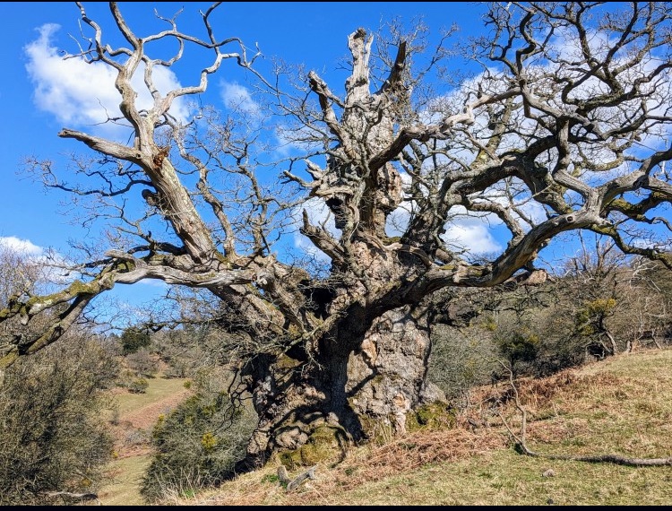 My favourite thing in the paper today is on Right to Roam and trespasser @MattRudd’s adventure to become one of the few people alive to see the gorgeous Jack o’Kent oak tree thetimes.co.uk/article/a511db…
