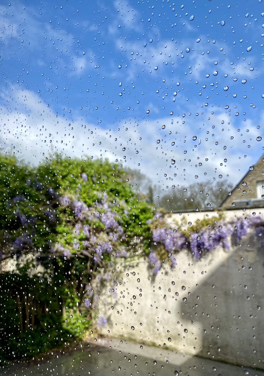 Houtem 10u25 en 8° Aprilse grillen = regen/zon/regen/zon en wind 🌧️☀️💨 #vrtweer #houtem #blauweregen