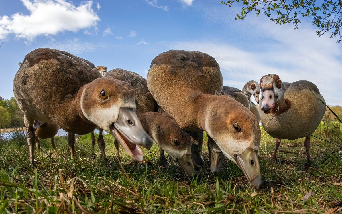 This beautiful Egyptian Goose family have got to know and trust me, even when Mr Pickle is sitting quietly at my side. Great to see them thrive ❤️❤️❤️