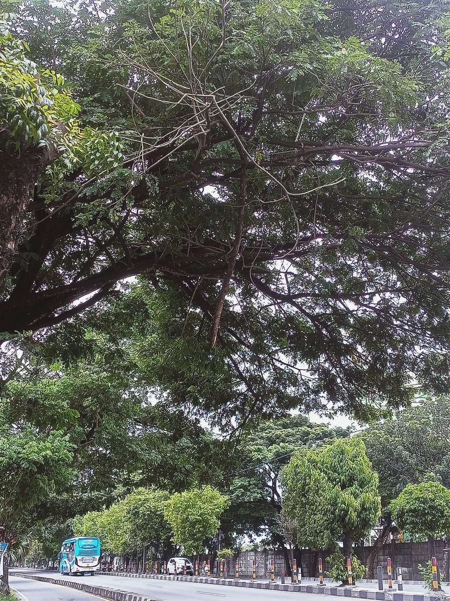 tha_waty's tweet photo. Dahan patah tapi tidak jatuh, berbahaya untuk pengendara yang lewat. Lokasi Ringroad t
Timur, depan gudang semen KWSG, silahkan dinas terkait untuk melakukan tindakan.

Dari lampu merah Karangturi-Ketandan, banyak dahan pohon yg menjuntai ke bawah. @merapi_uncover https://t.co/TbuJdtzaRA