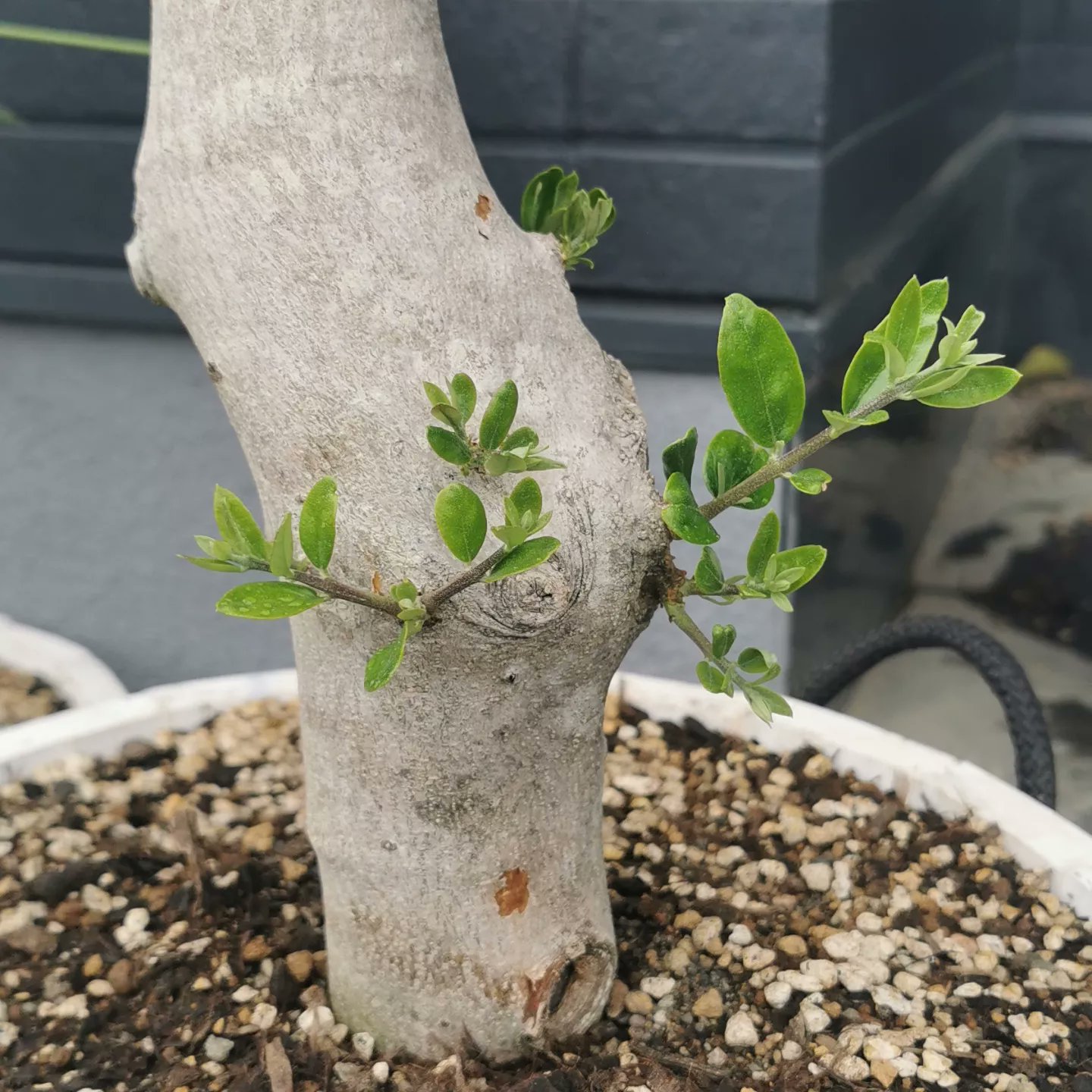 太木挿し - Search / X