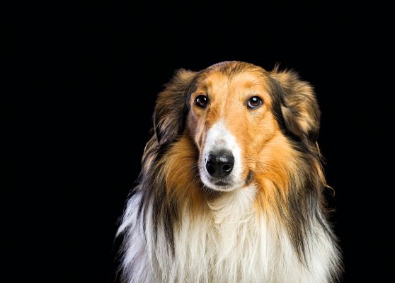 Rough collies: The dogs made famous by Lassie that are hardy, clever, agile, and 'good for the soul' trib.al/UiEOHsO