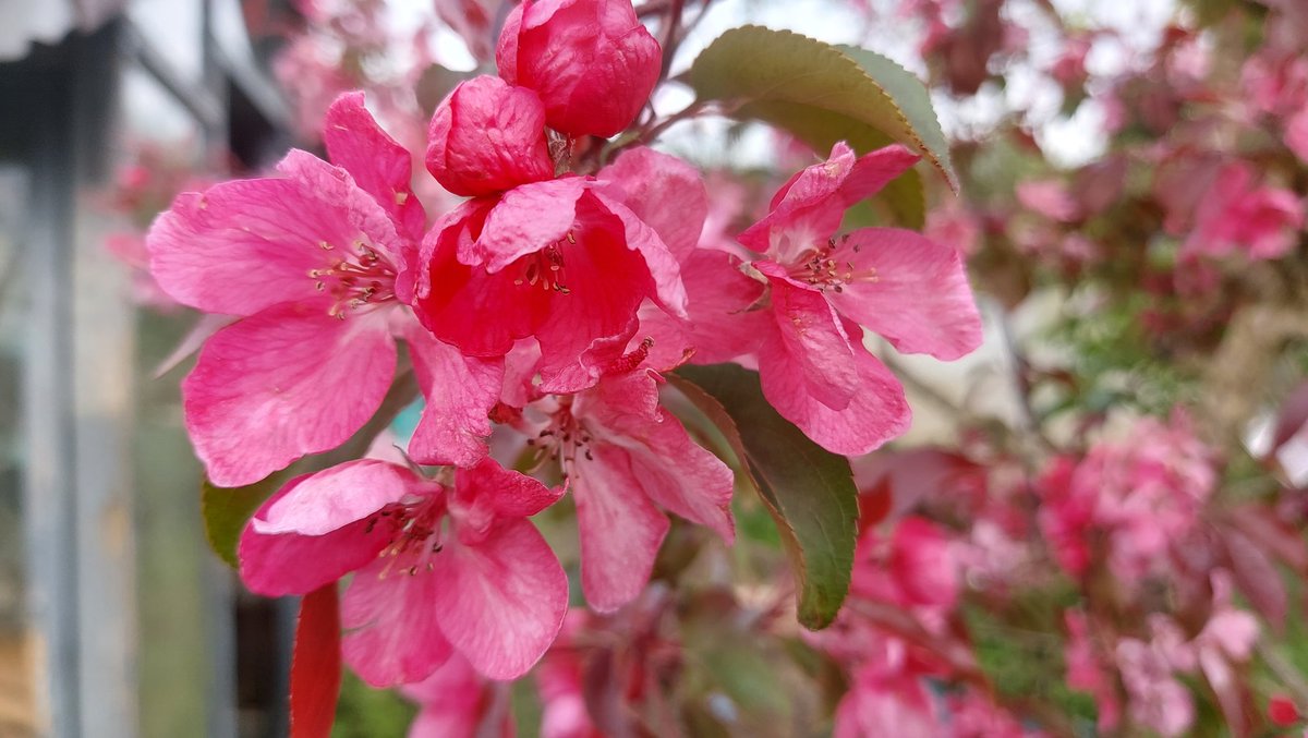 Malus 'Rudolph' looking glorious. The crab apple blossom has been a little battered by the wind but still extremely pretty