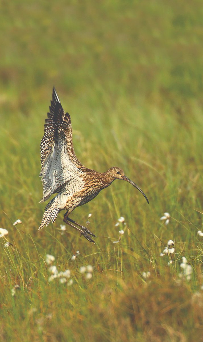 Happy #WorldCurlewDay! The call of the curlew is a well-loved soundtrack to the Dales, and Ingleborough is a stronghold for breeding curlews. Curlews are in decline across the UK - so the more habitat we restore, the better their chances ywt.org.uk/wild-ingleboro… 📷Jon Hawkins
