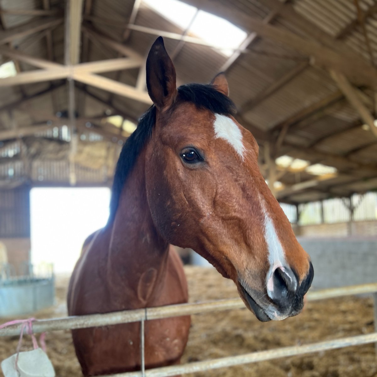 Our ever so handsome Idalgo wanted to wish you a good morning! 🥰 #Horses #AnimalRescue #Lincoln #GoodMorning