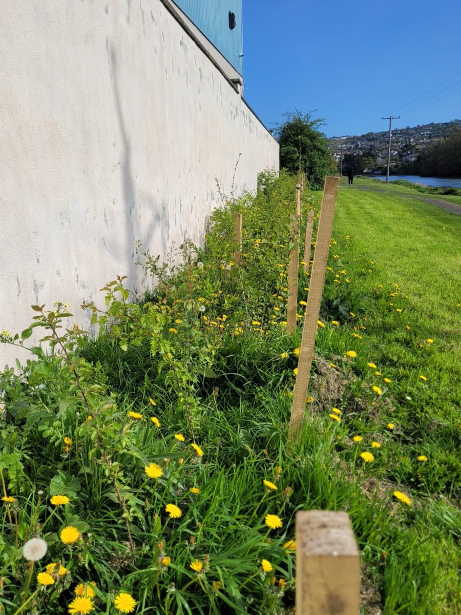 Some native hedgerow we planted by the Leitrim River in Wicklow Town, January versus today. Beautiful 💚
