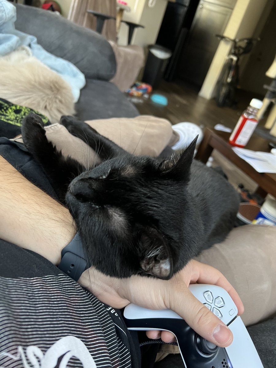 HigueraDTD's tweet photo. I love you so much and I wish were still here to plop on me and nap 🙁 https://t.co/5w1d3vZRb2