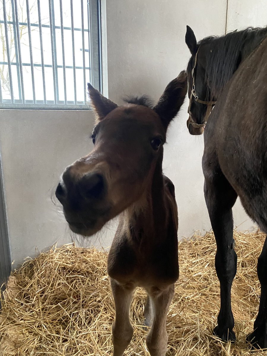 Thelma de Glatigne har fått sitt första föl!❤️ <a href="/AurcyD/">Flocki d'Aurcy</a> är pappa. En alldeles perfekt liten pratglad tös blev det!