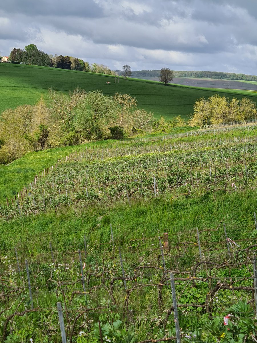 benoit51390's tweet photo. Mets des #CouvertsVégétaux🌱🪴🌲🌳🌴🌵🌾🌿☘️ , tu auras de la visite!🦅🤓
#Champagne
📍#Lhéry
📌#LesMonets
🍇#Meunier https://t.co/oxQnnVt28a