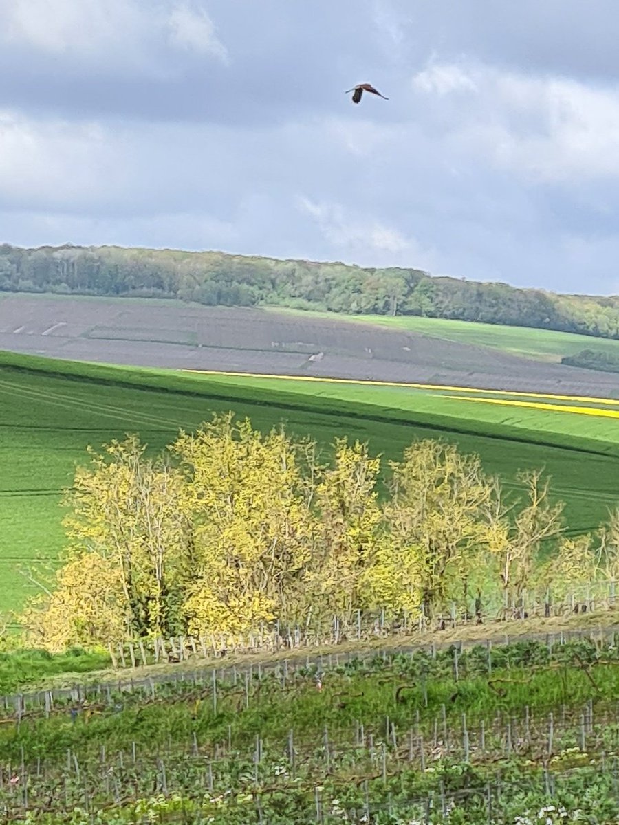 benoit51390's tweet photo. Mets des #CouvertsVégétaux🌱🪴🌲🌳🌴🌵🌾🌿☘️ , tu auras de la visite!🦅🤓
#Champagne
📍#Lhéry
📌#LesMonets
🍇#Meunier https://t.co/oxQnnVt28a