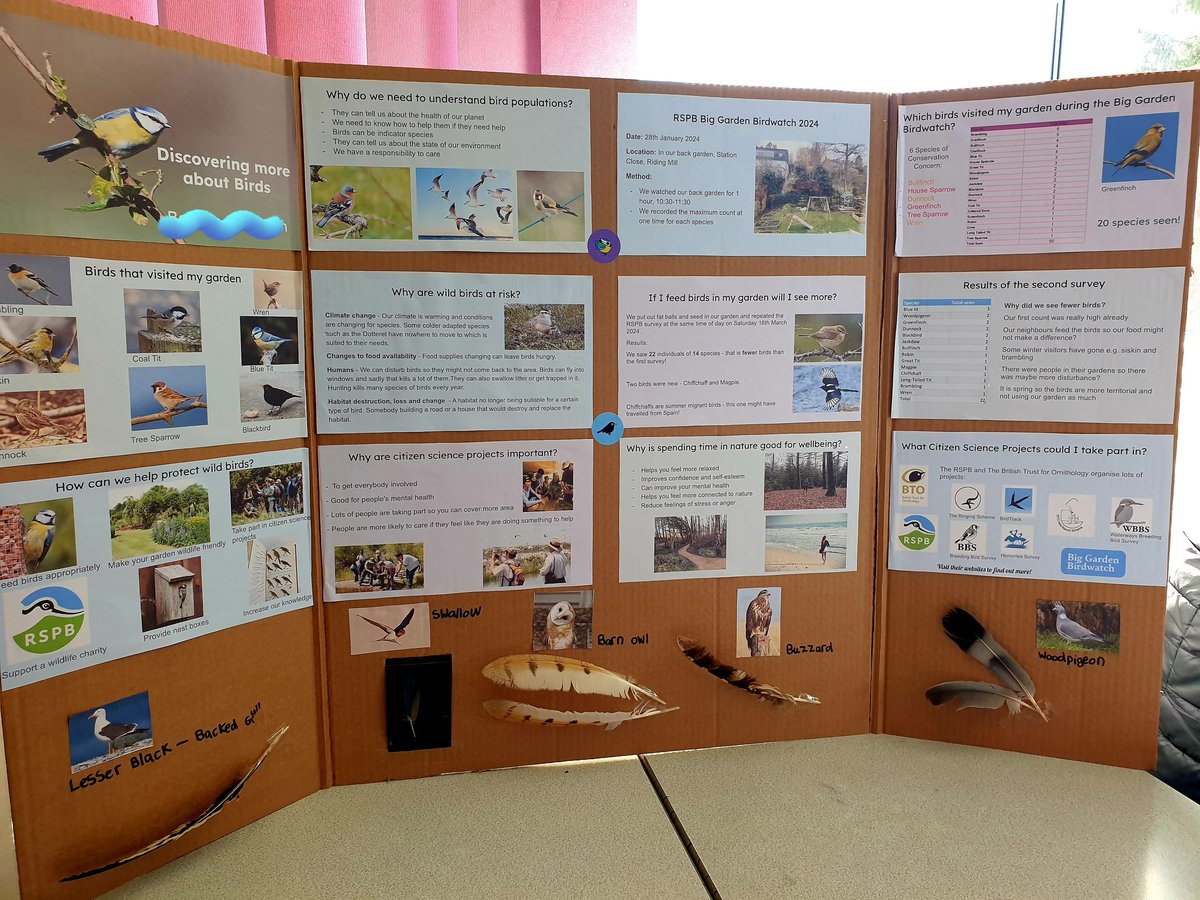 My students (Y5-Y8) took part in the #BigGardenBirdwatch for @Natures_Voice. They produced science fair displays on their research & presented them to visitors in school. This project-based learning develops many valuable skills & feedback was awesome.