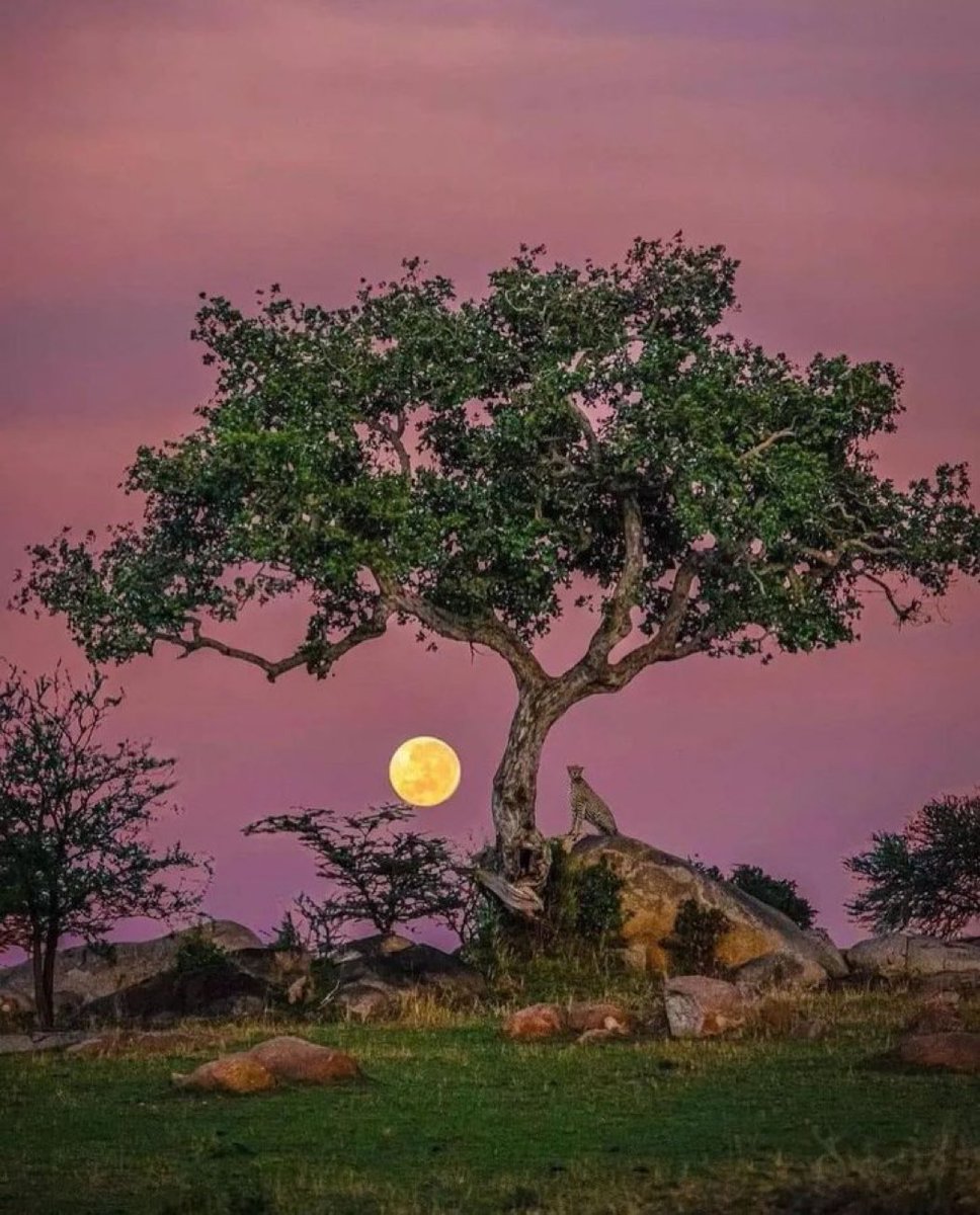 Full Moon and Nature.