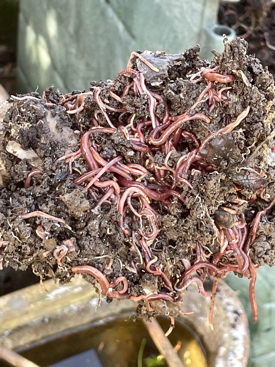 SO many worms in our compost! 🪱 #compost