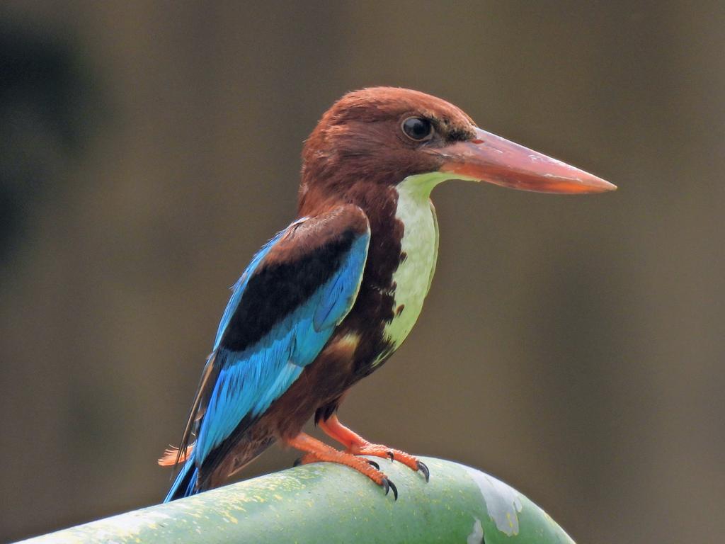 On the way to Sheng Siong supermarket, I met a white-throated kingfisher in Upper Thomson Street. The bird was very approachable so I think it's my best photo so far for this species... シンガポールのアオショウビン。