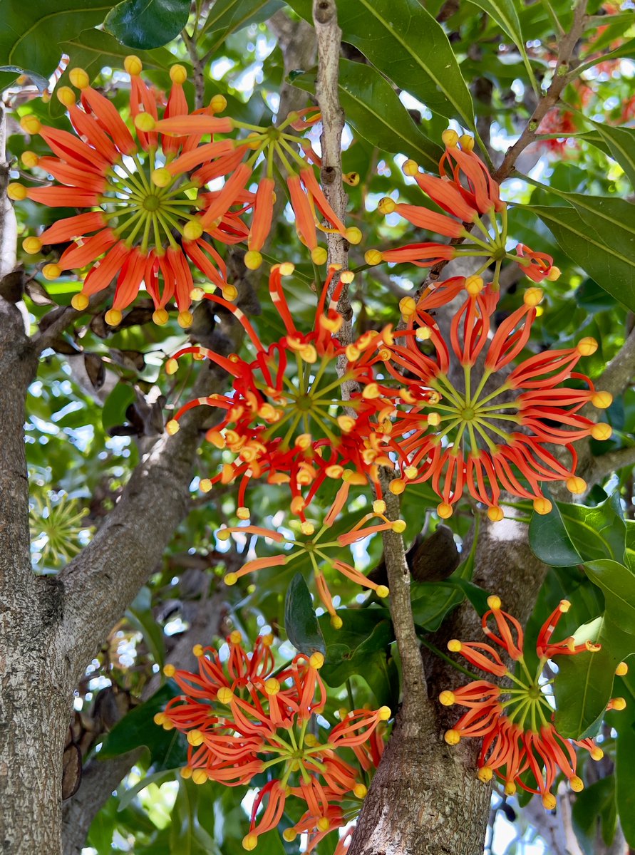 KathrynSelmes's tweet photo. One of the joys of late summer/early autumn
#firewheeltree #Stenocarpus https://t.co/y2LZXCMHC5
